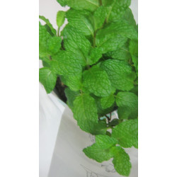 Menta Növény Cserepes 1Db